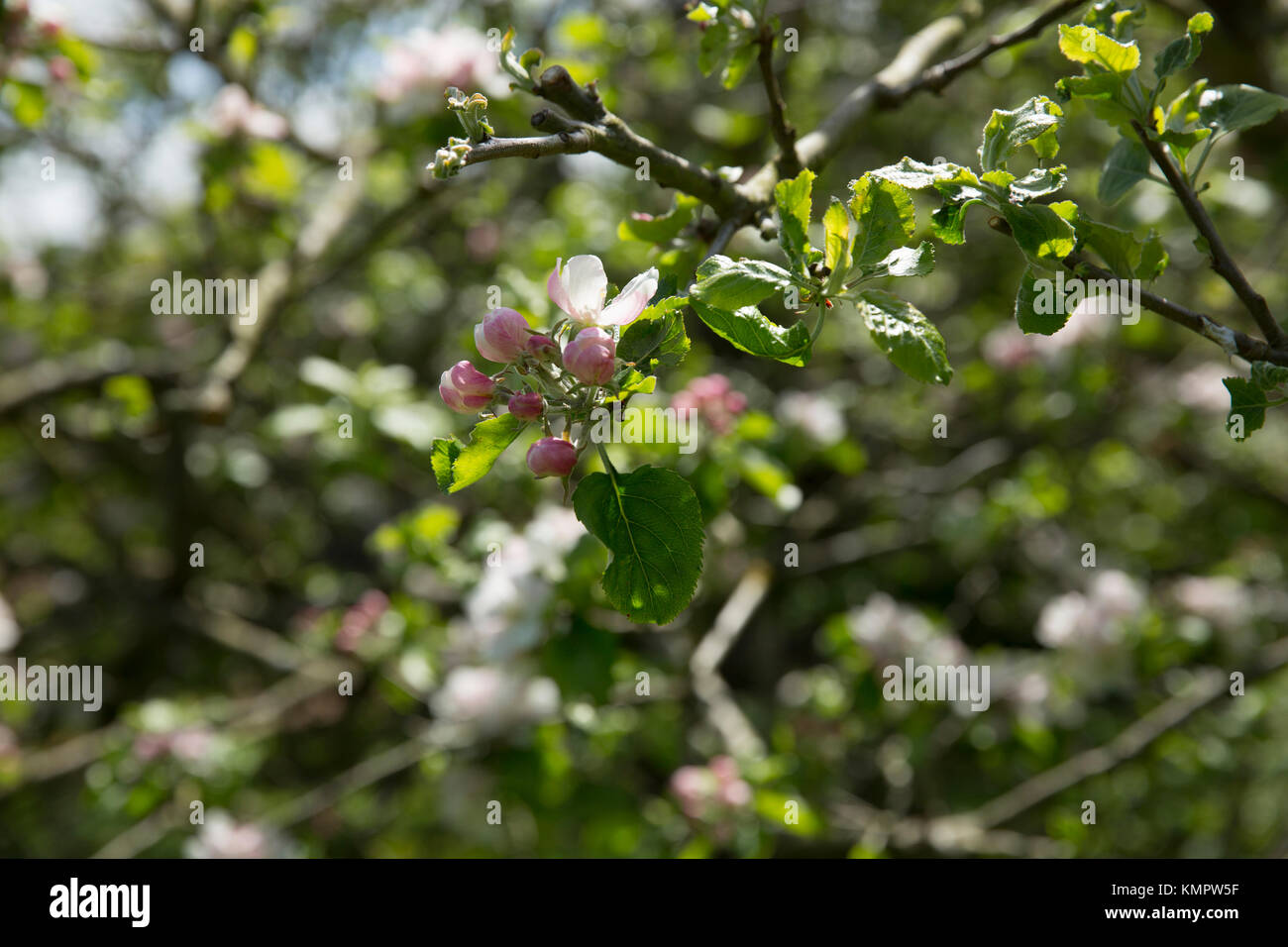 Fleurs sur le pommier sur lequel la pomme est dit être tombée sur la tête d'Isaac Newton dans les motifs de Woolsthorpe Manor, A1, Li Banque D'Images