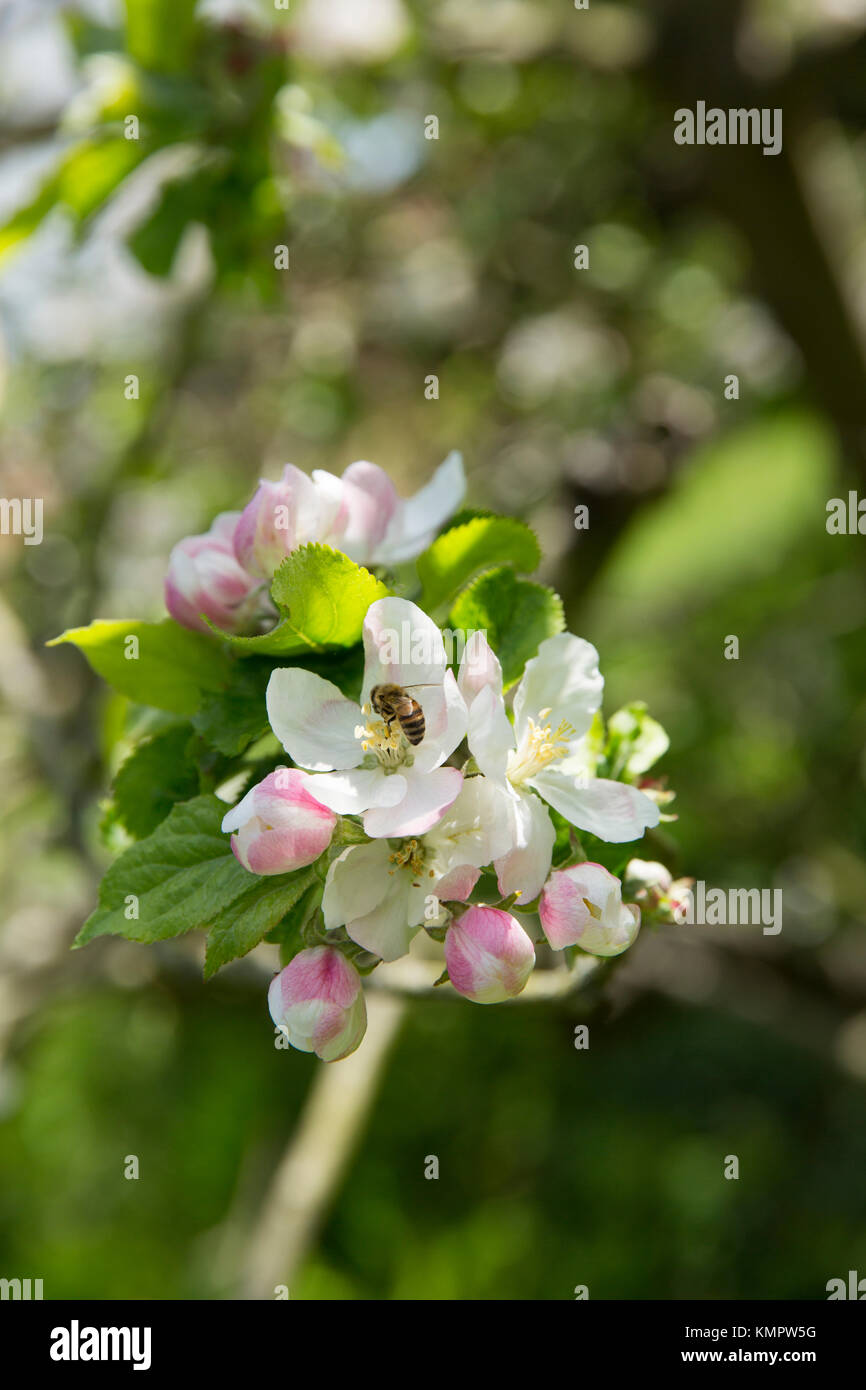 Fleurs sur le pommier sur lequel la pomme est dit être tombée sur la tête d'Isaac Newton dans les motifs de Woolsthorpe Manor, A1, Li Banque D'Images