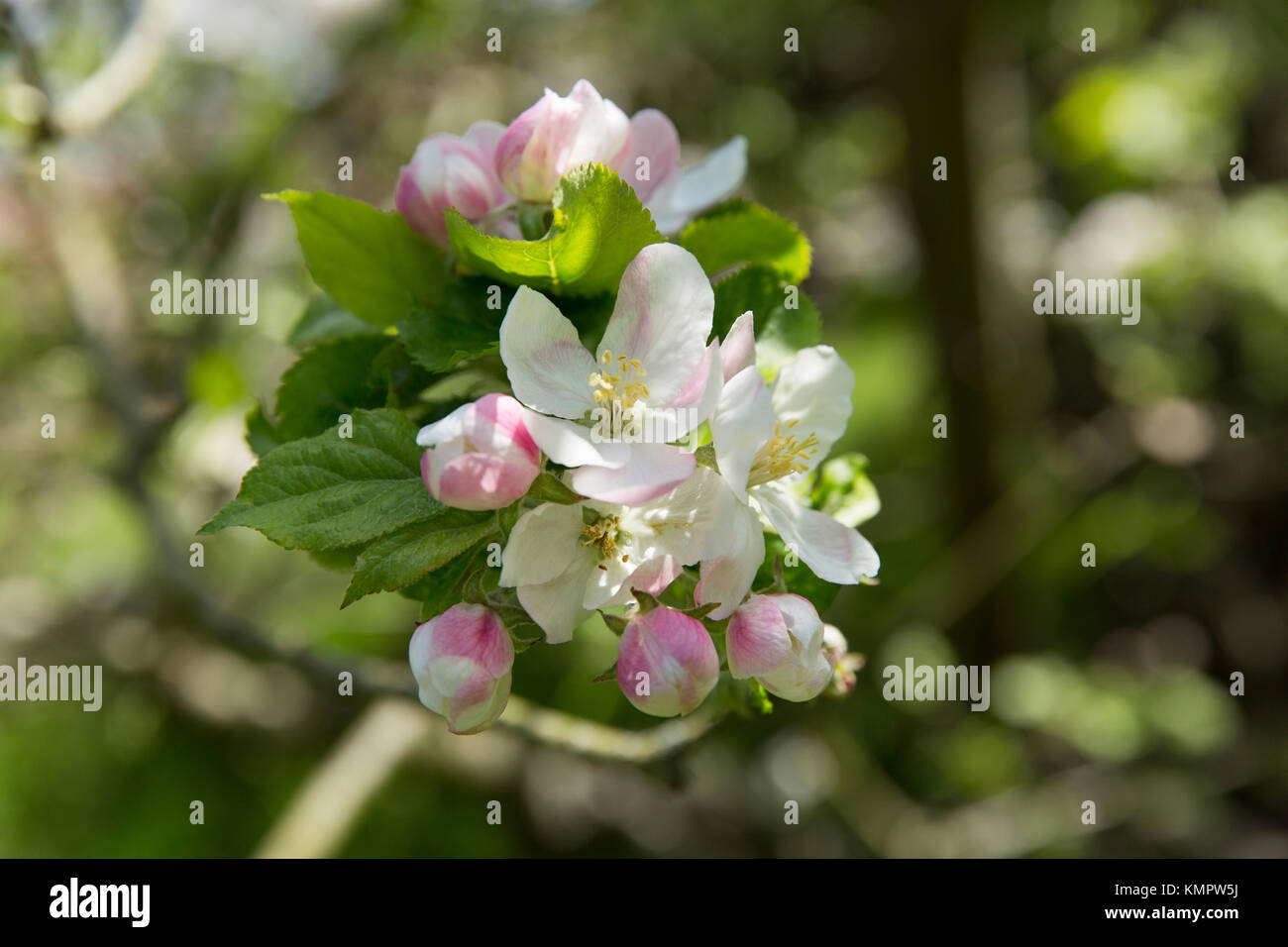 Fleurs sur le pommier sur lequel la pomme est dit être tombée sur la tête d'Isaac Newton dans les motifs de Woolsthorpe Manor, A1, Li Banque D'Images
