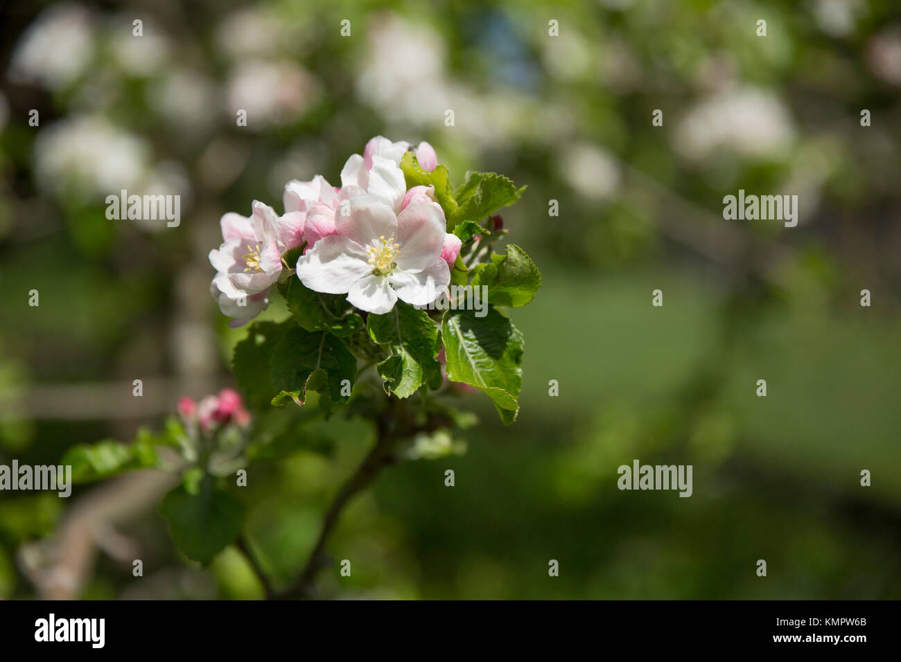 Fleurs sur le pommier sur lequel la pomme est dit être tombée sur la tête d'Isaac Newton dans les motifs de Woolsthorpe Manor, A1, Li Banque D'Images