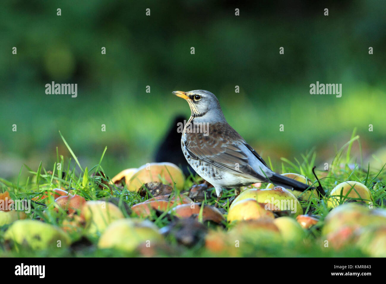 Fieldfare (Turdus pilaris) - nourrir les pommes tombées dans un jardin du Hertfordshire. Banque D'Images