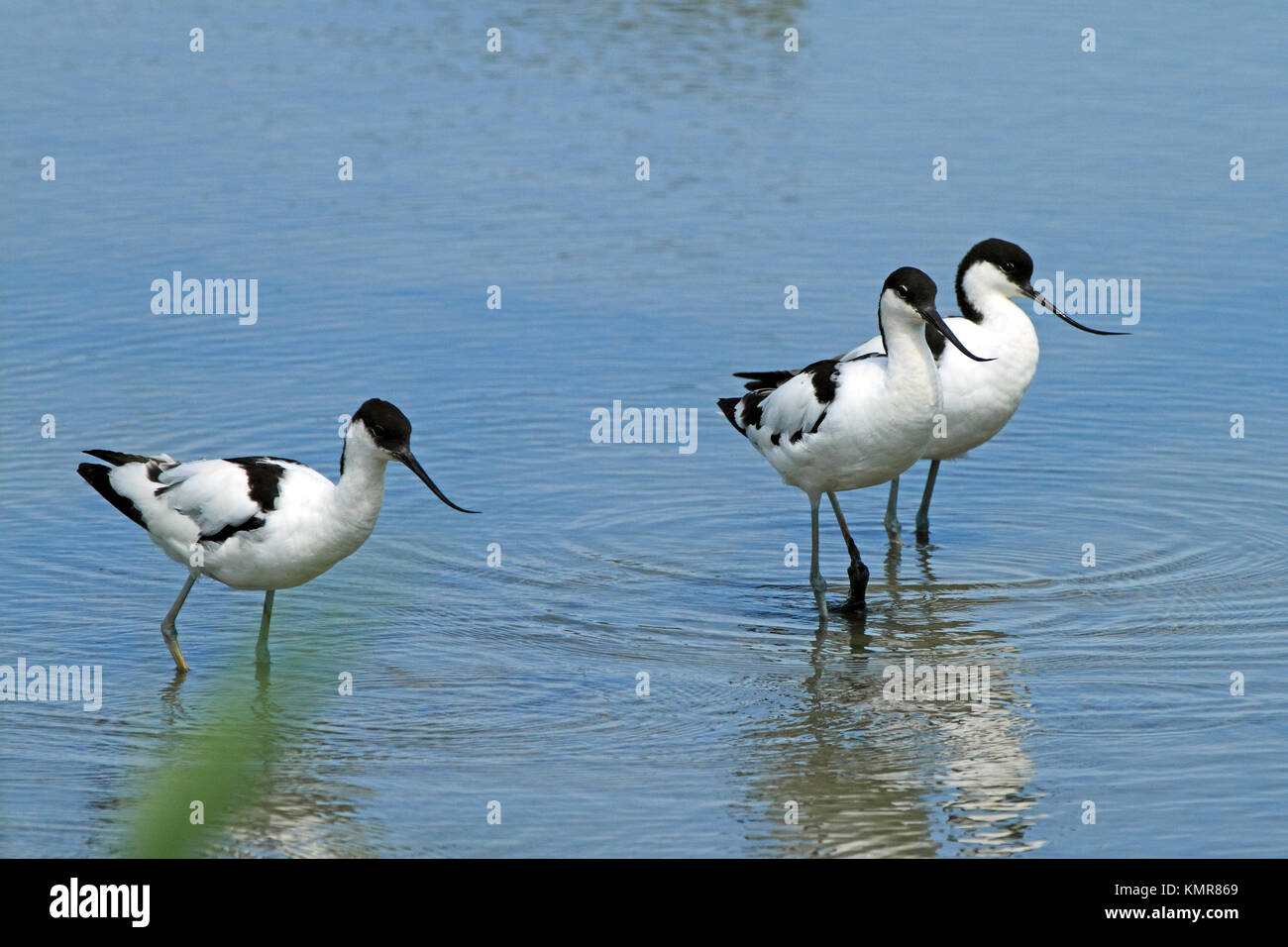 Avocettes (Recurvirostra avosetta) - marcher dans le lagon. Banque D'Images