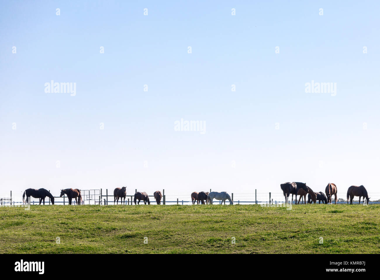 Groupe de chevaux debout dans un champ Banque D'Images