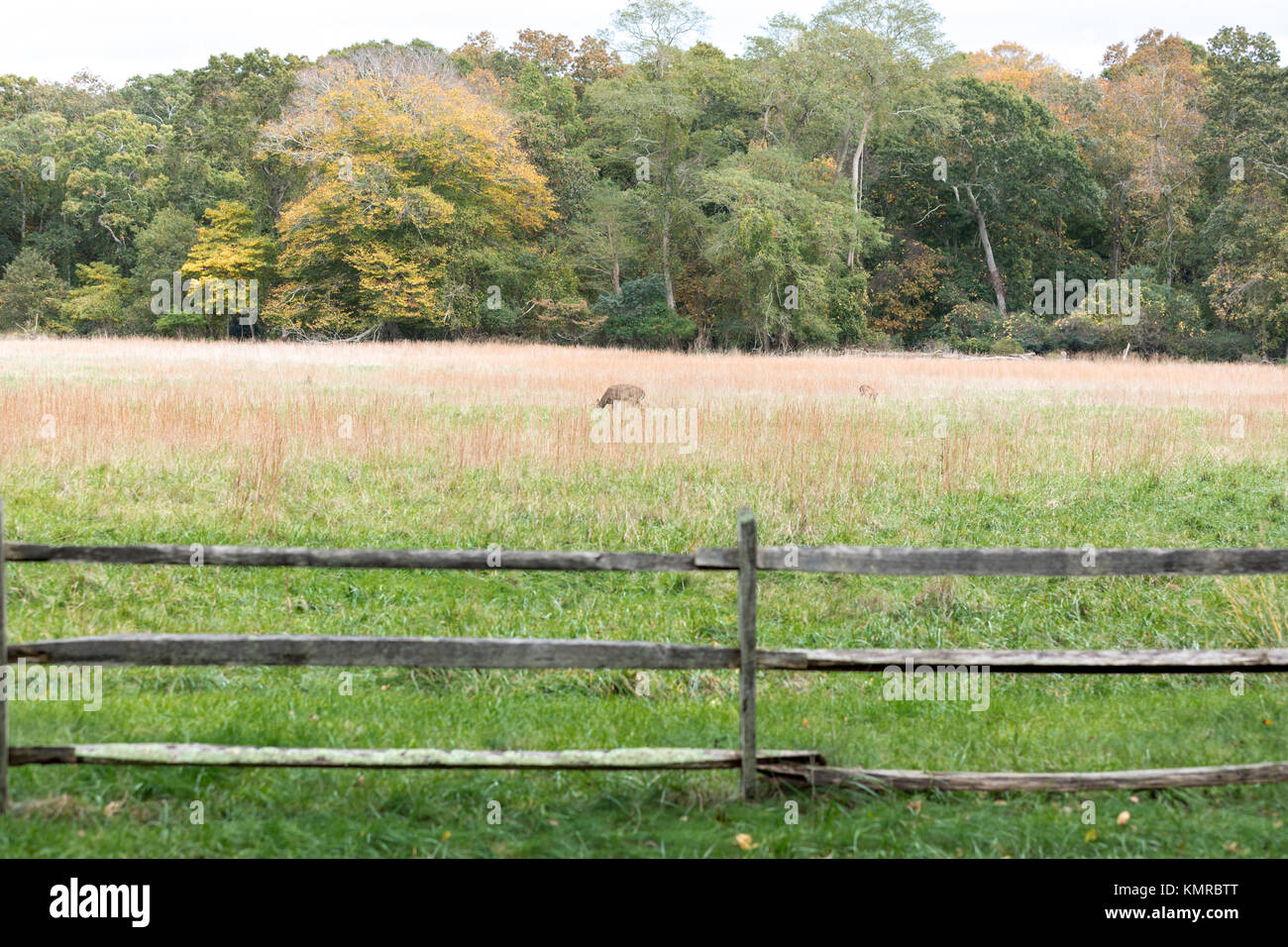 Chevreuil dans un champ dans East Hampton, ny Banque D'Images