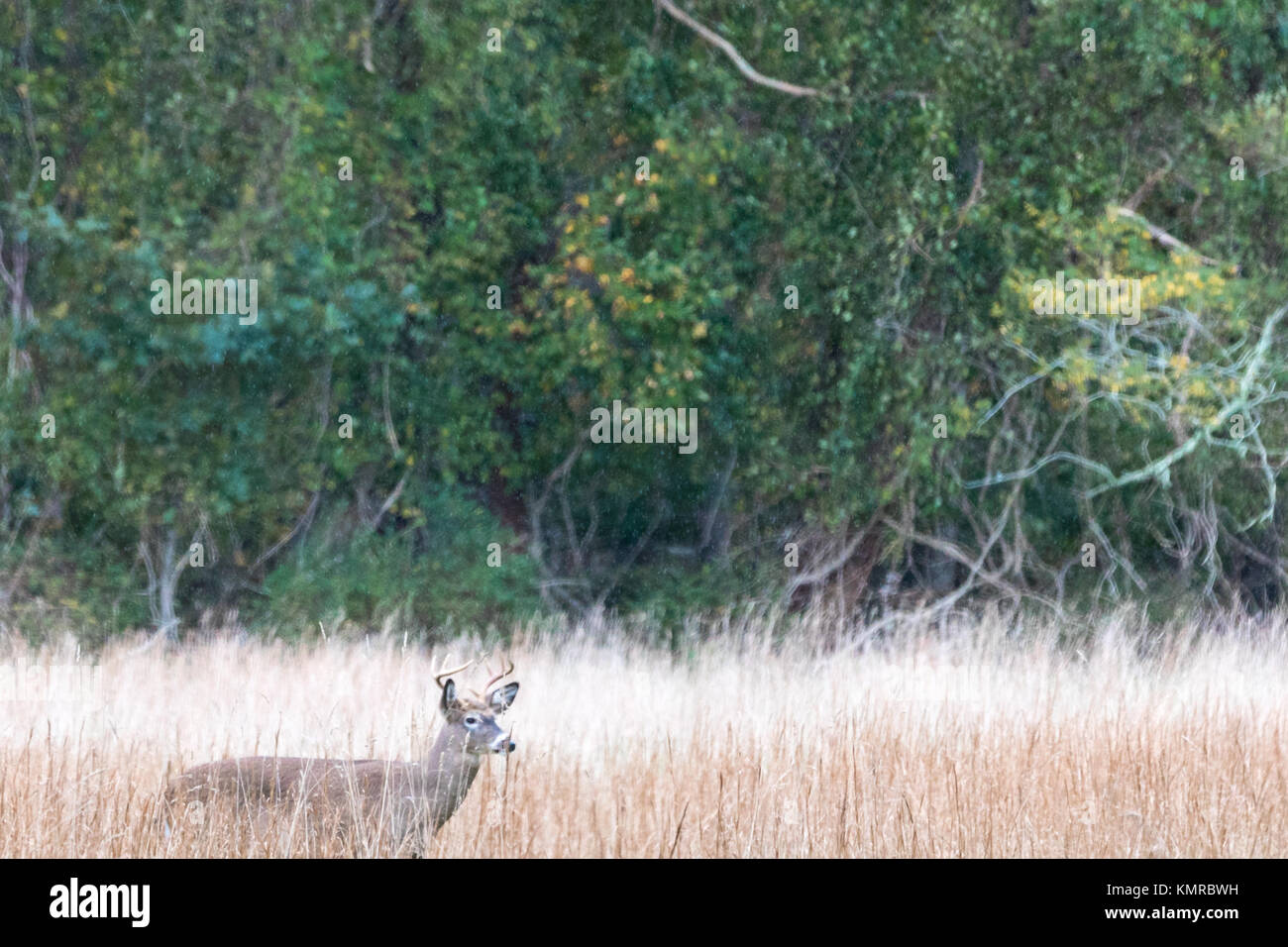 Chevreuil dans un champ dans East Hampton, ny Banque D'Images