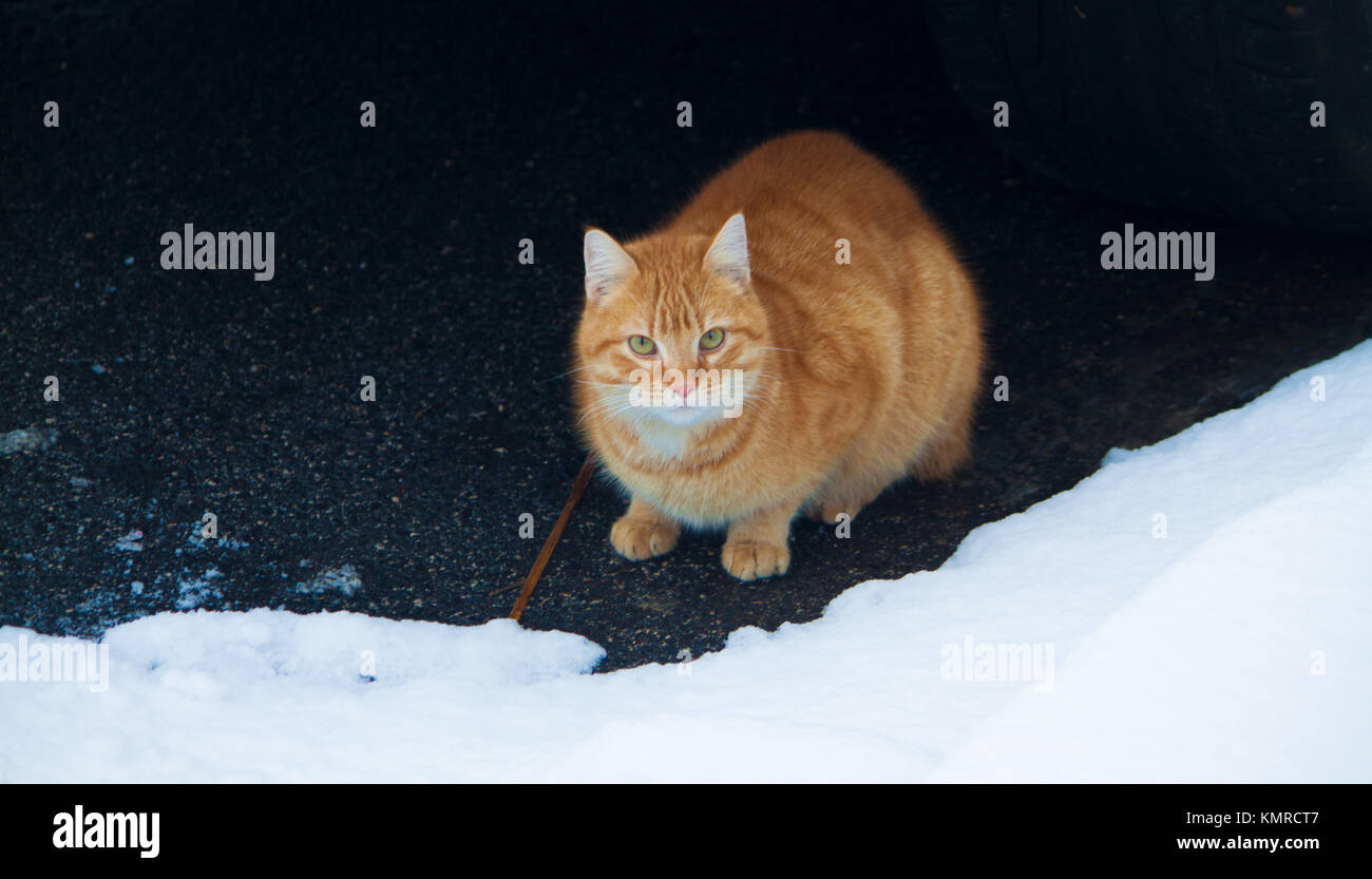 Gingembre ADULTES CAT à l'EXTÉRIEUR DANS LA NEIGE. Banque D'Images
