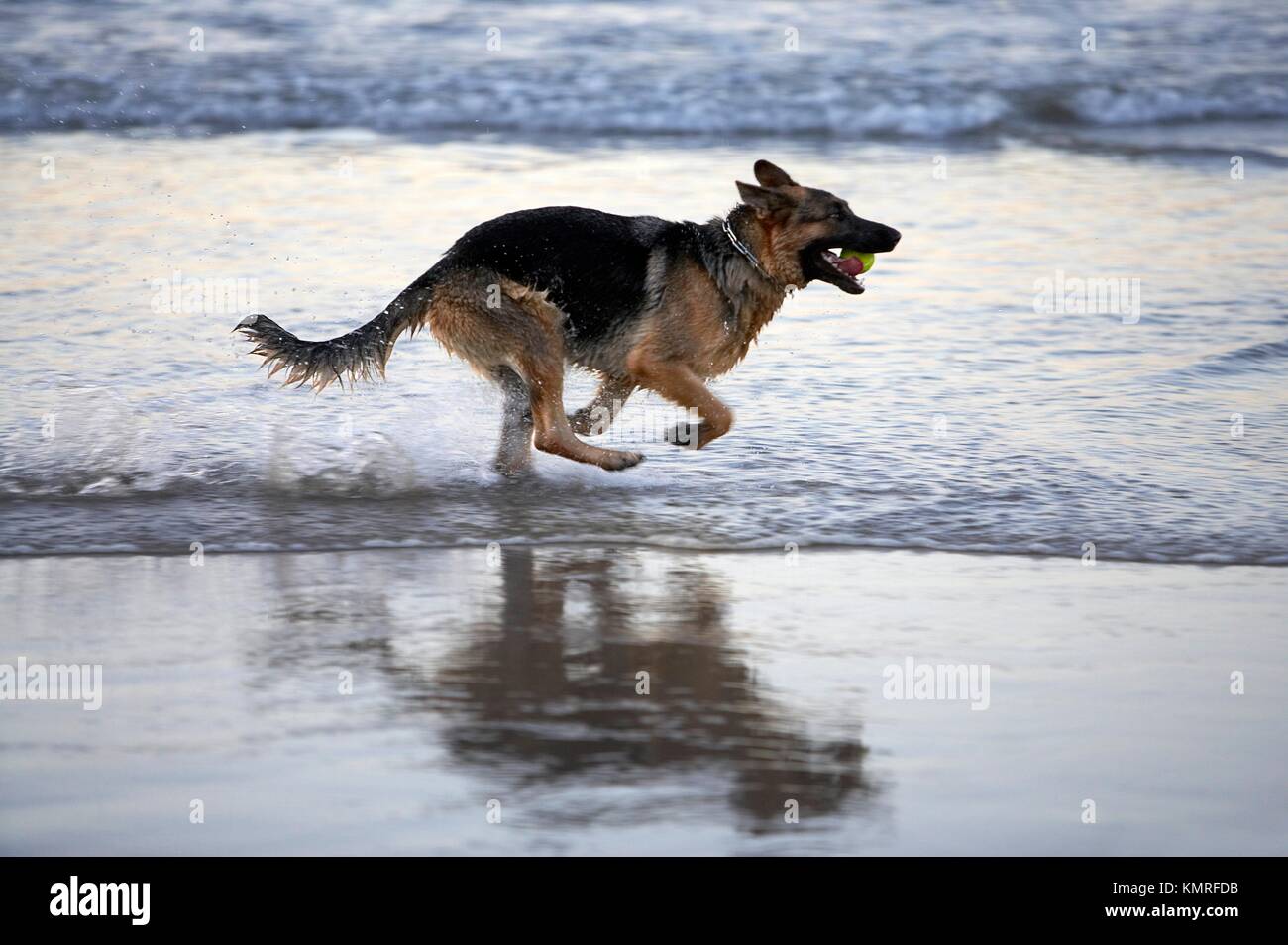 Berger Allemand Hendaye plage, Aquitaine, Pyrénées Atlantiques, France  Photo Stock - Alamy