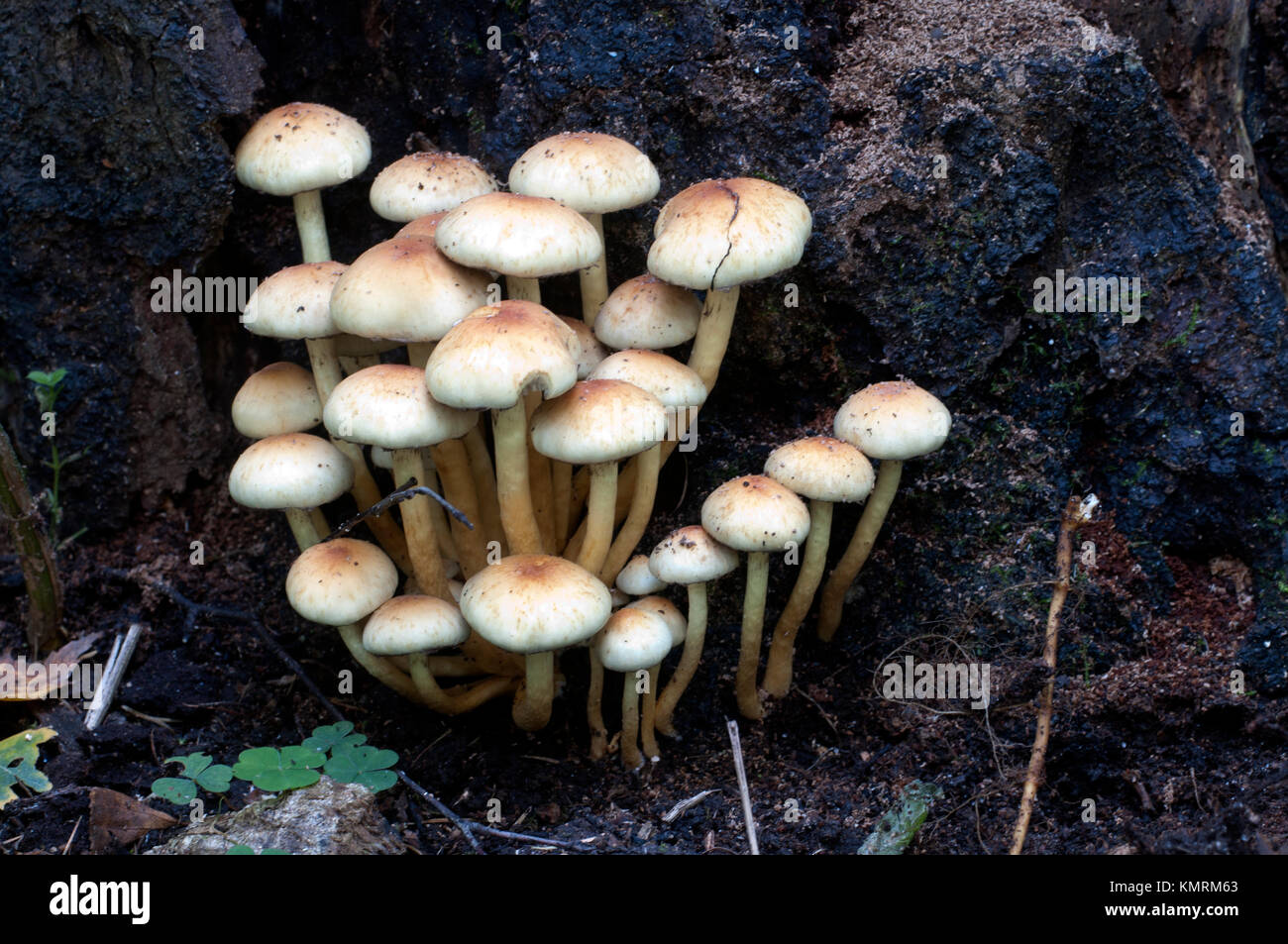 Hypholoma lateritium ou brique pac, est considéré comme immangeable en Europe et en USA et Japon Banque D'Images