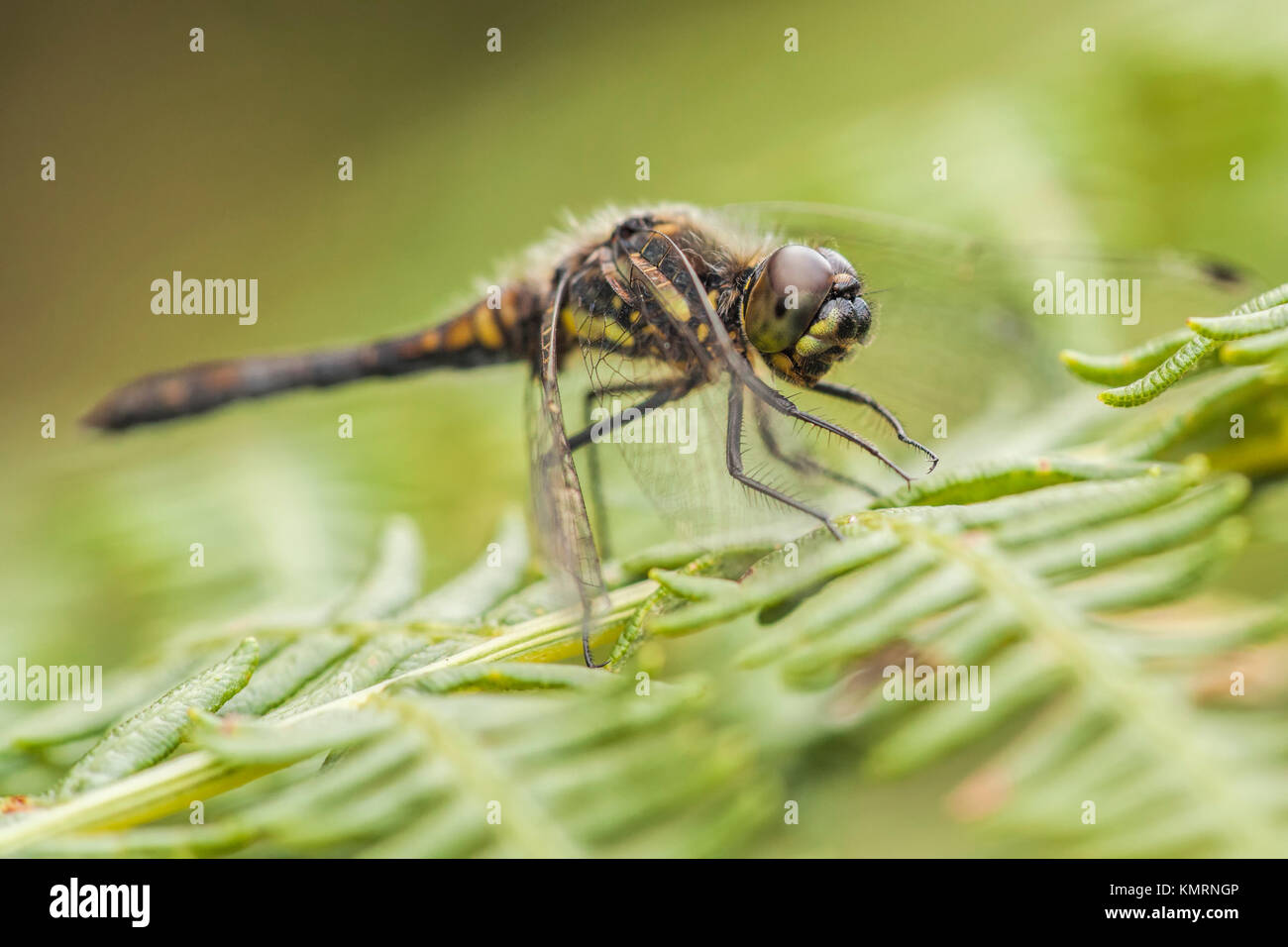 Dard noir dragonfly (Sympetrum danae) perché sur la grande fougère. Goatenbridge, Tipperary, Irlande. Banque D'Images