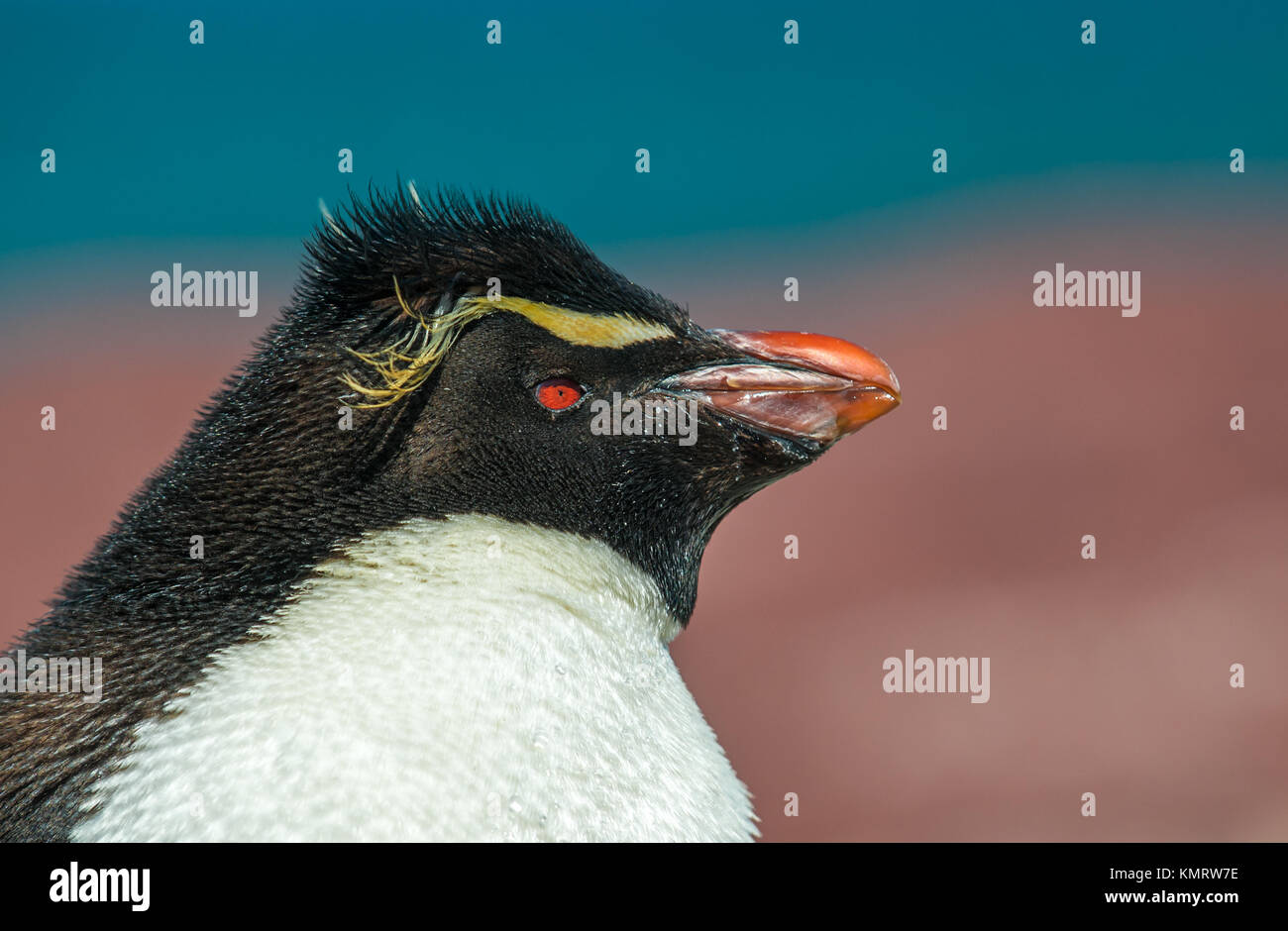 Rockhopper Penguin, Patagonie, Argentine Banque D'Images