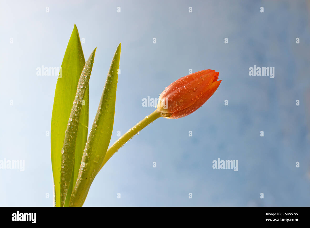 Photo horizontale d'une tulipe orange gracieux arquant contre un fond bleu. Une source de lumière douce met en lumière les étincelles de rosée. Banque D'Images