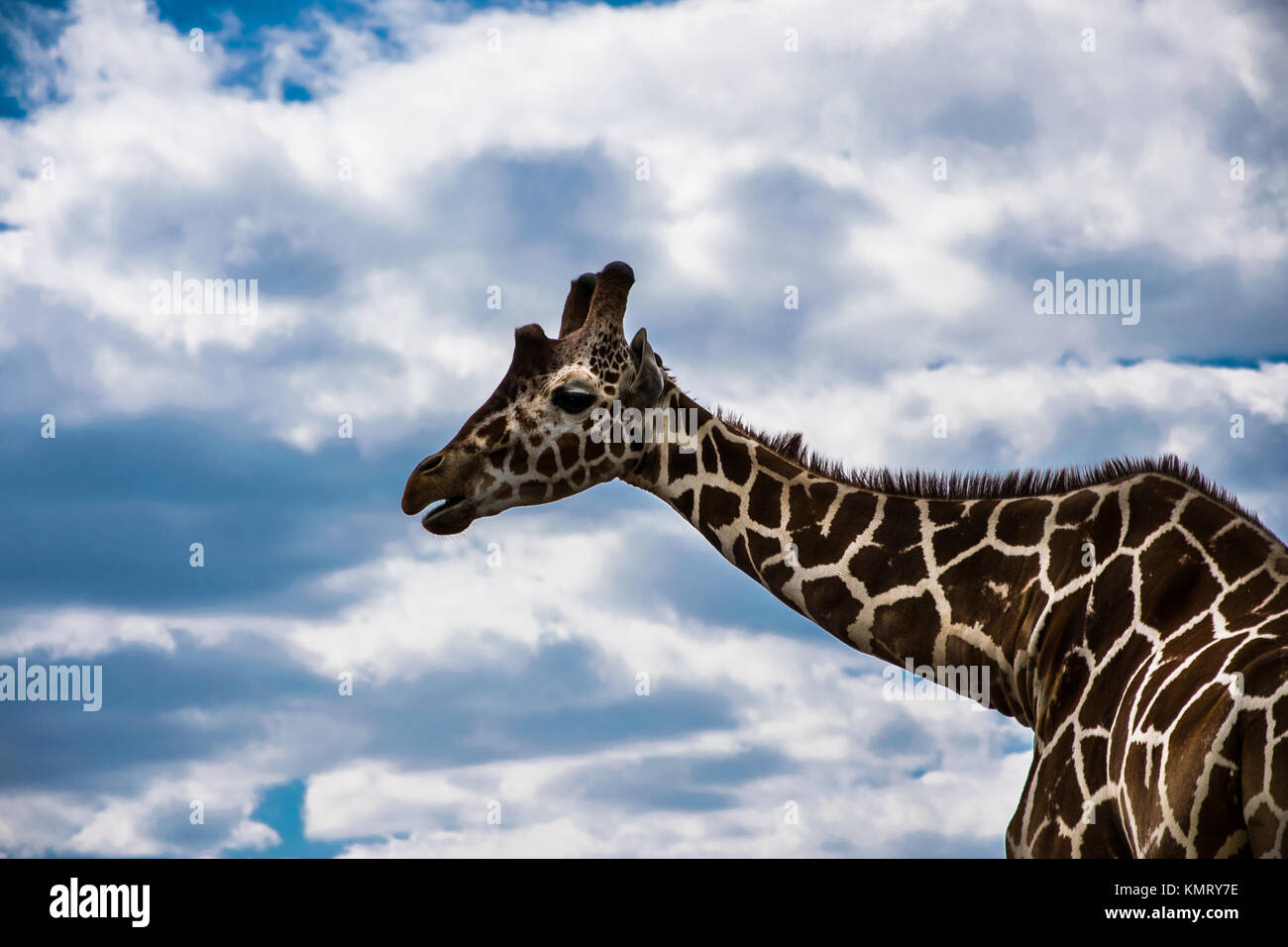 Portrait de girafe au milieu des nuages Banque D'Images