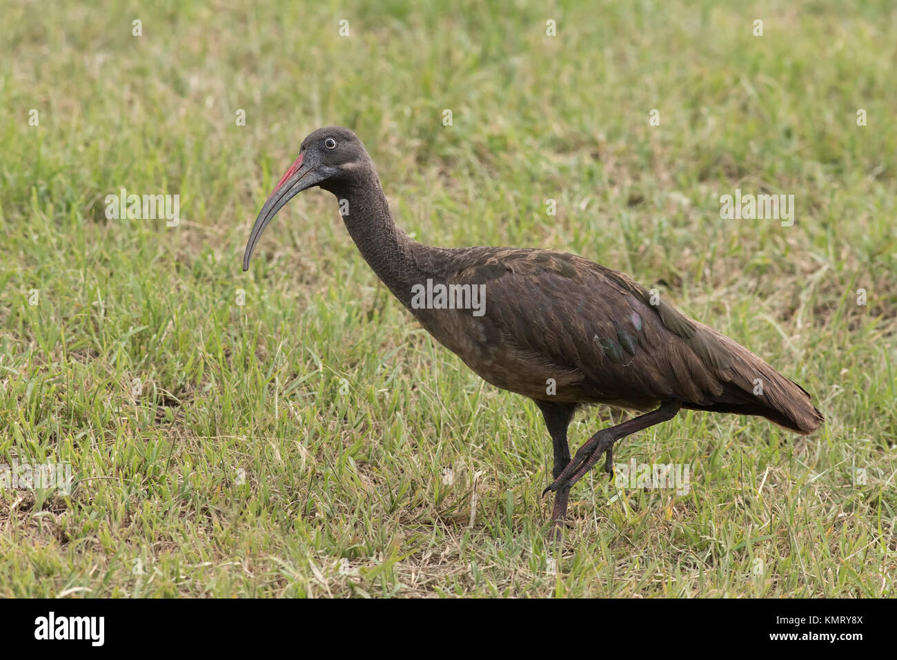 Ibis hagedash Banque D'Images