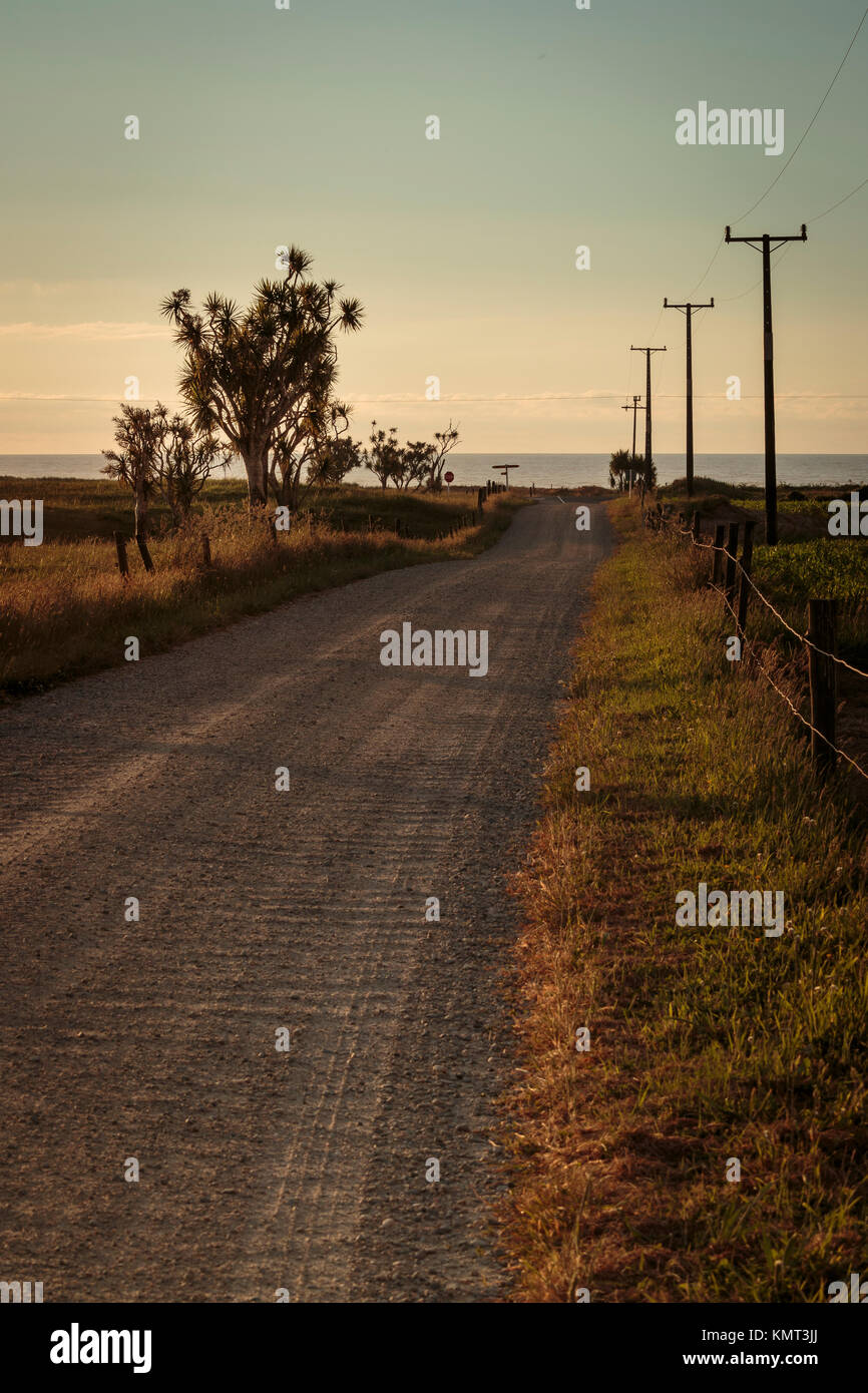 Arbres de chou et des poteaux télégraphiques. Mccallum Mill Road, juste au nord de Karamea, Nouvelle-Zélande. Banque D'Images