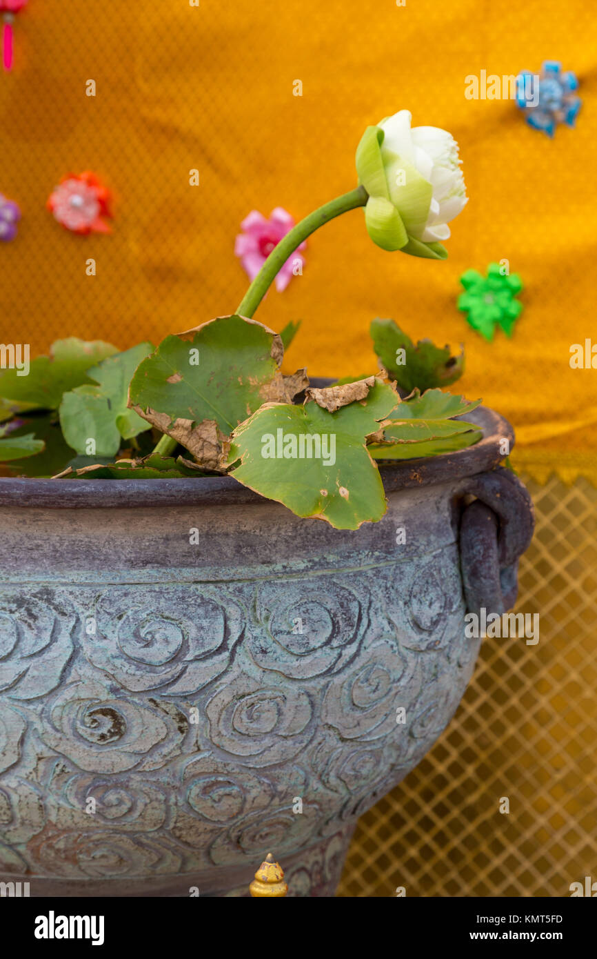 Bangkok, Thaïlande. Wat Saket (Phu Khao Thong), le Mont d'or. Lotus en pleine croissance au Chedi doré. Banque D'Images