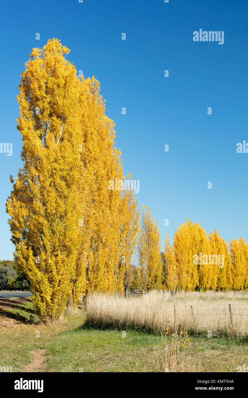 Automne couleur radieuse de la golden peupliers dans Tumut dans les montagnes enneigées dans le sud de la Nouvelle-Galles du Sud. Banque D'Images