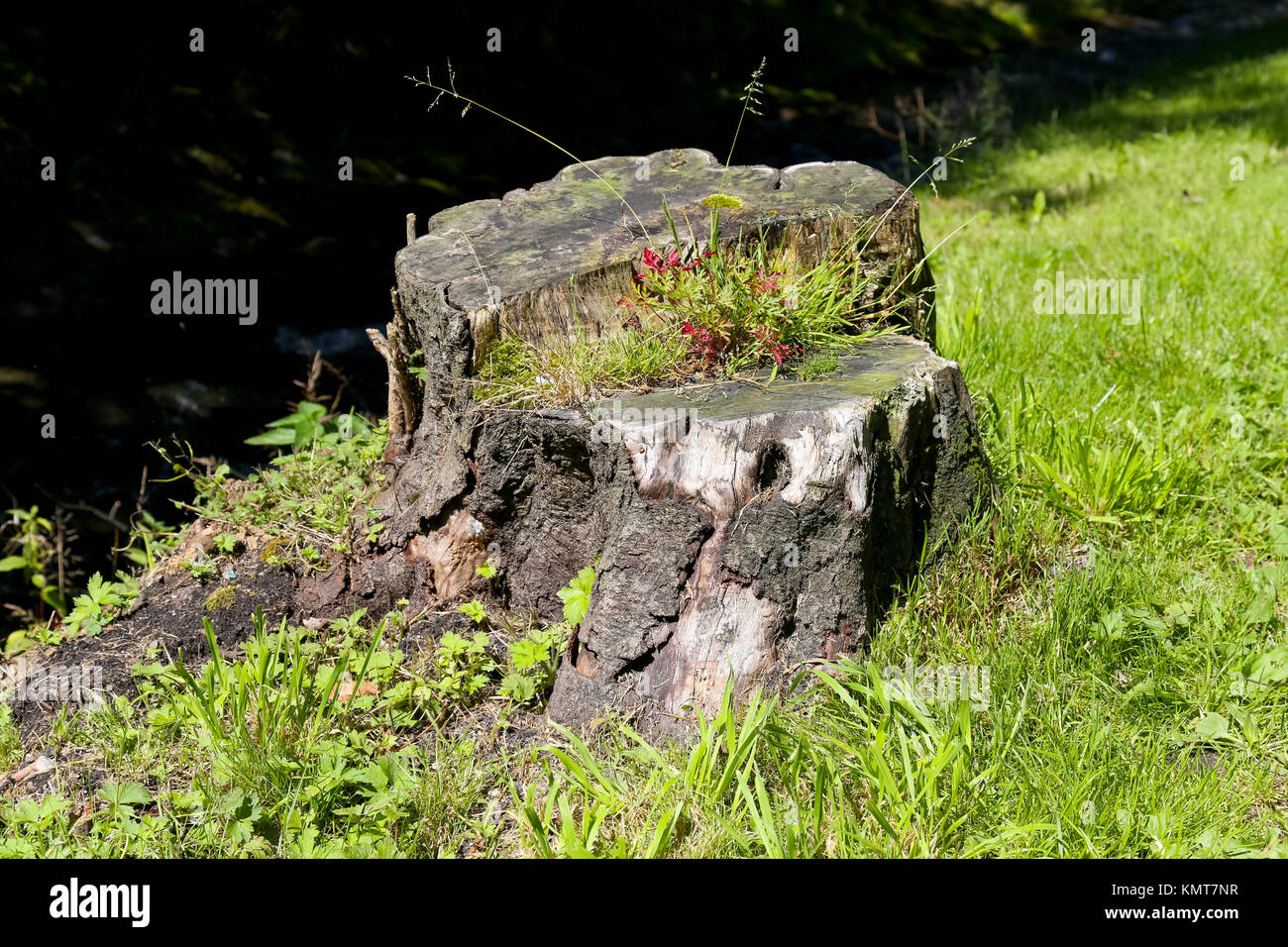 Le moignon de tronc qui après l'entamaient vieil arbre et vous pouvez le voir au bord de la pente couverte d'herbe à Zakopane en Pologne. Banque D'Images