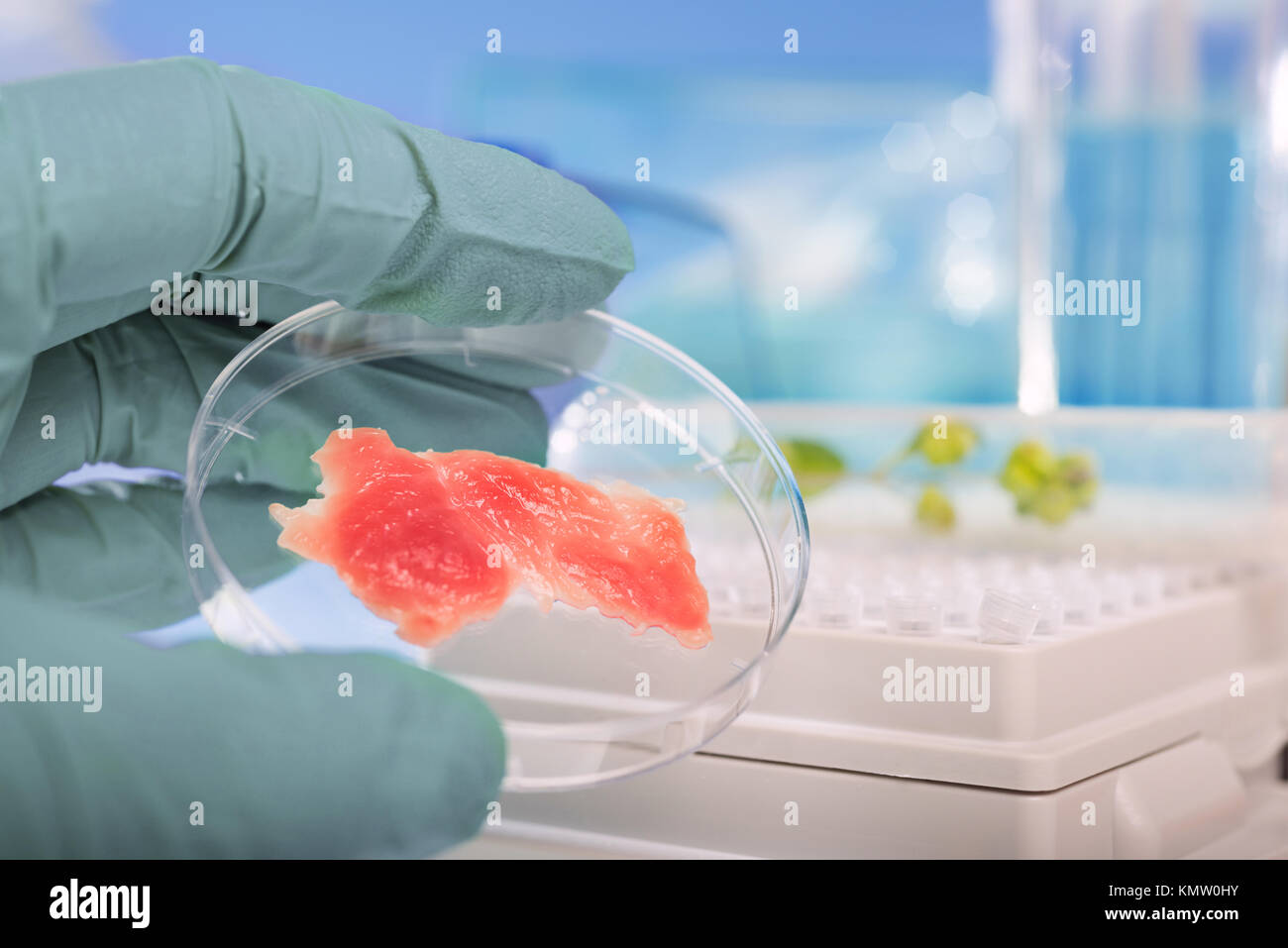 La viande cultivée dans des conditions de laboratoire à partir de cellules souches Banque D'Images