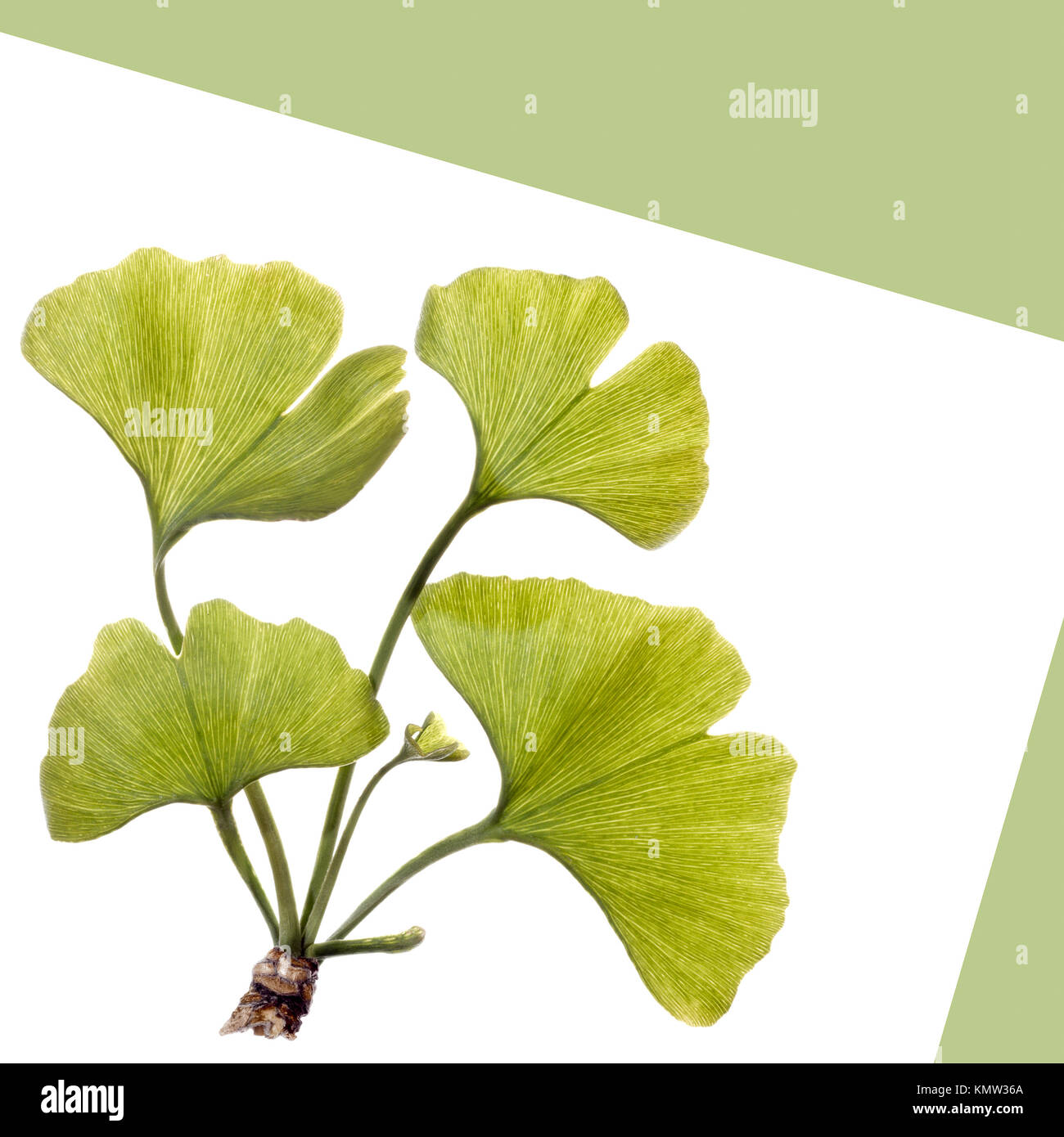 Les jeunes feuilles de gingko isolé sur fond blanc Banque D'Images