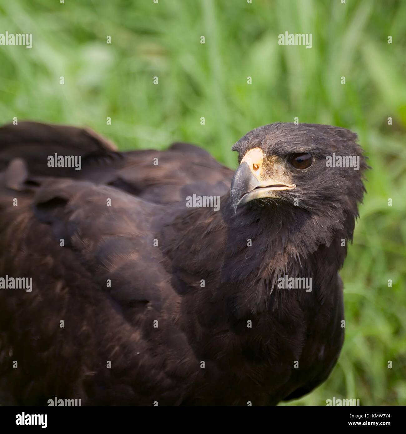 Great Black Hawk , Pantanal, Mato Grosso, Brésil / Buteogallus urubitinga - Famille des Accipitridae - Falconiformes Ordre Banque D'Images