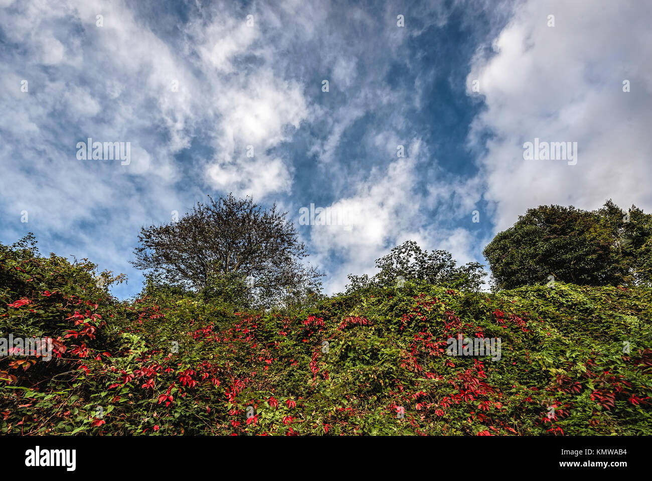 Arbre vert et de verdure avec quelques feuilles rouges sous un ciel bleu avec des nuages blancs Banque D'Images