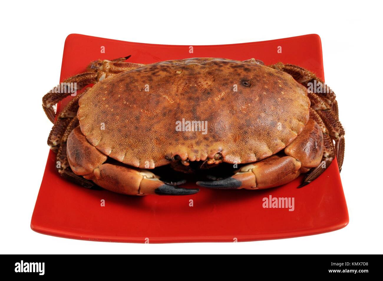 Le crabe européen, Cancer pagurus Banque D'Images