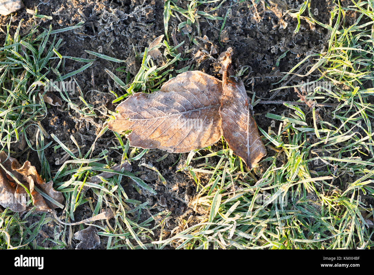 Feuille de gelée dans l'herbe sur une journée ensoleillée Banque D'Images