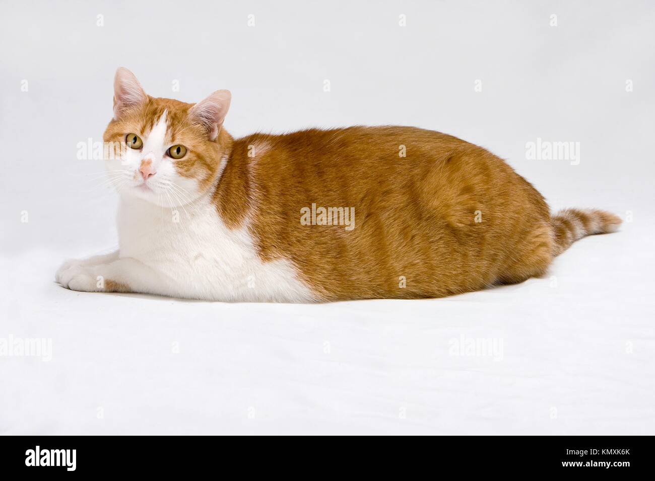 Cute Blanc Avec Gros Chat Orange Portant Sur Le Plancher Isole Sur Blanc Photo Stock Alamy Cute Blanc Avec Gros Chat Orange Portant Sur Le Plancher Isole Sur Blanc Photo Stock Alamy