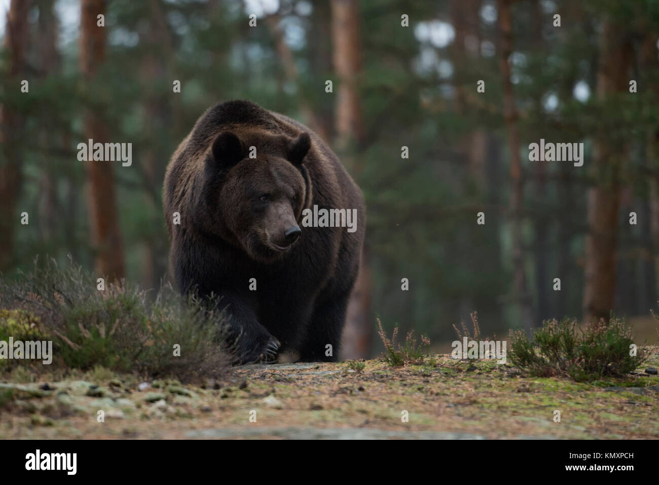 Ours brun / Braunbaer ( Ursus arctos ) venant d'une colline dans une forêt, la marche, l'animal, mammifere, impressionnant, frontal de l'Europe. Banque D'Images