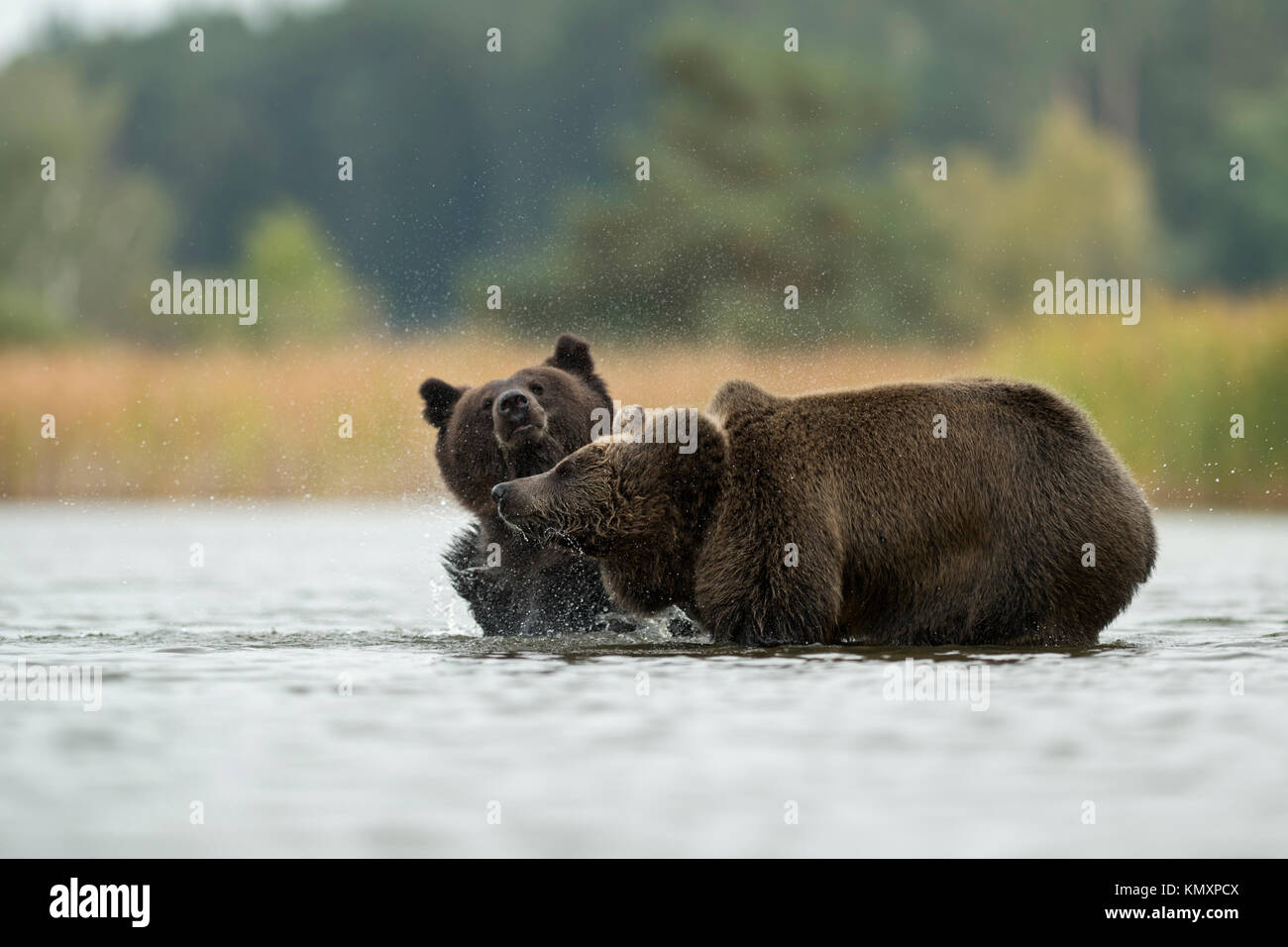 Ours brun Ours / ( Ursus arctos ), les jeunes adolescents, debout dans l'eau peu profonde, secouer l'eau de la fourrure humide, l'air drôle, agréable Banque D'Images