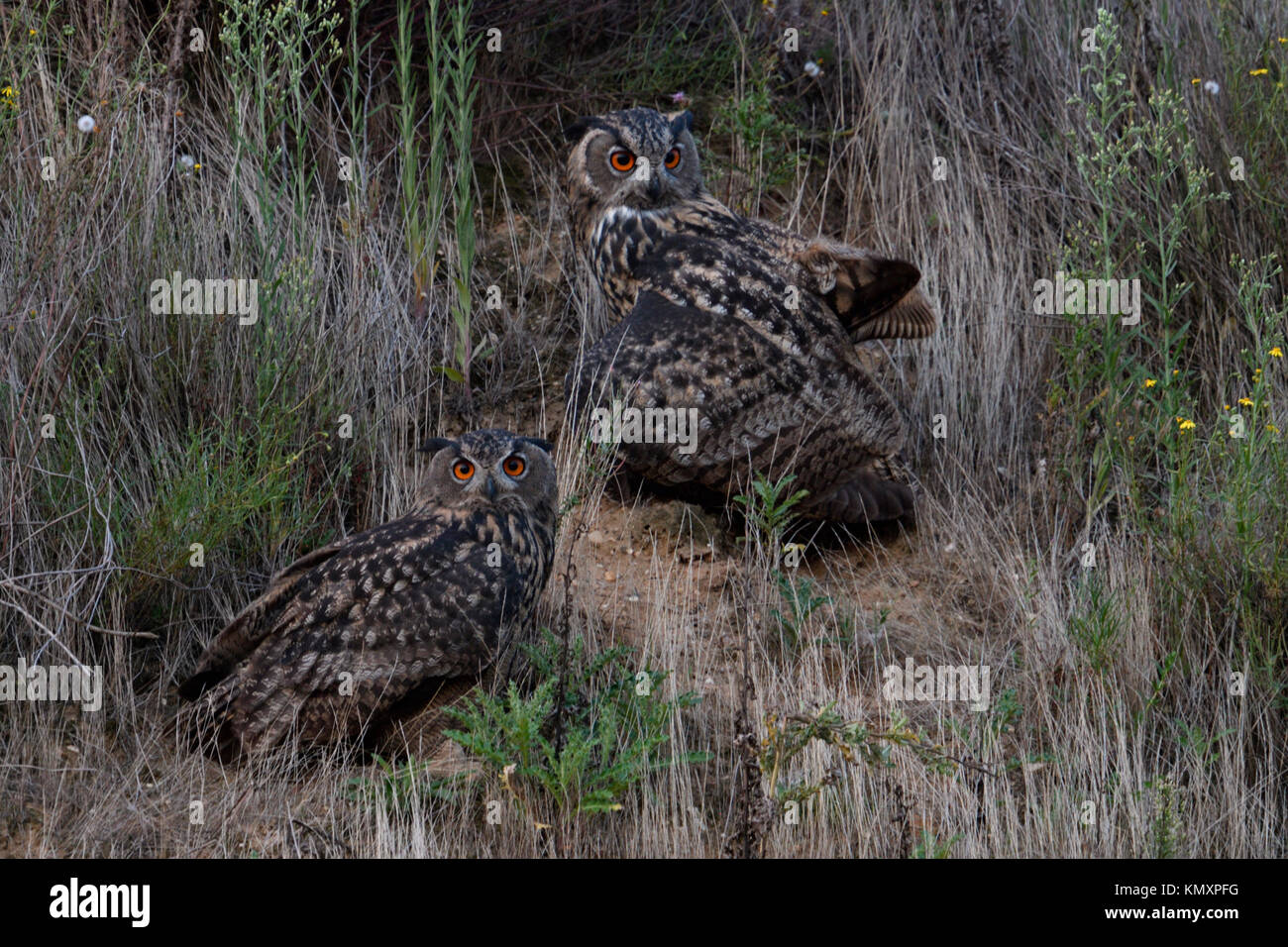 Grand Owl Bubo bubo / Owls ( ) assis ensemble dans la végétation d'une pente d'une gravière, regardant curieux, au crépuscule, la nuit tombée, la faune Banque D'Images