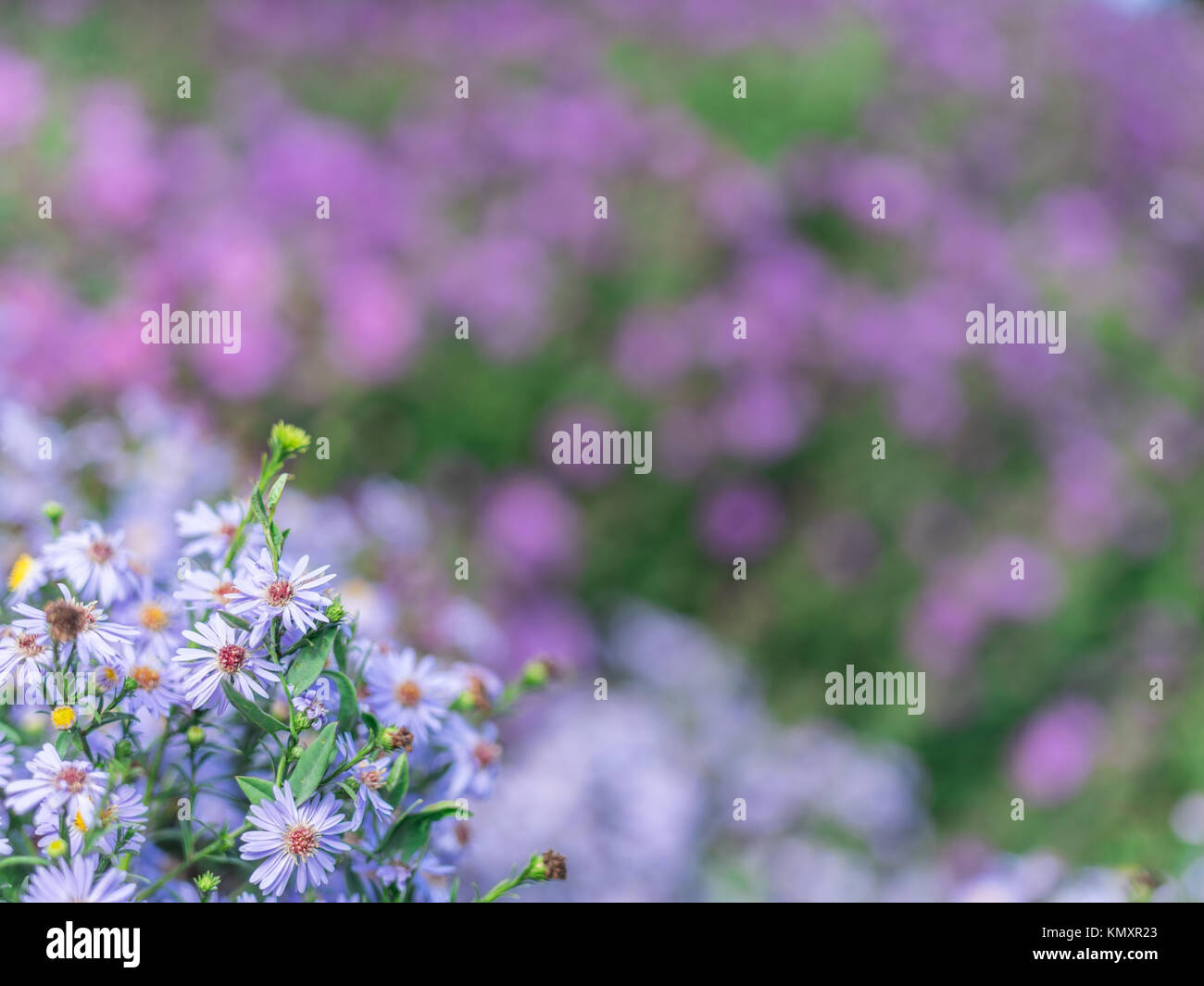 Petits asters bleus dans le jardin. Point sur le premier plan. Banque D'Images