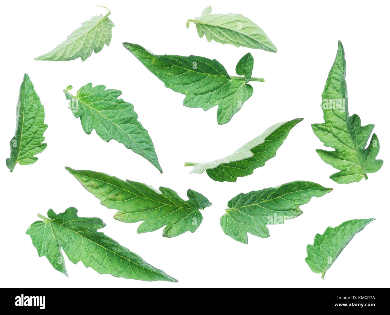 Kmxr Feuilles de tomates Banque d'images détourées - Alamy