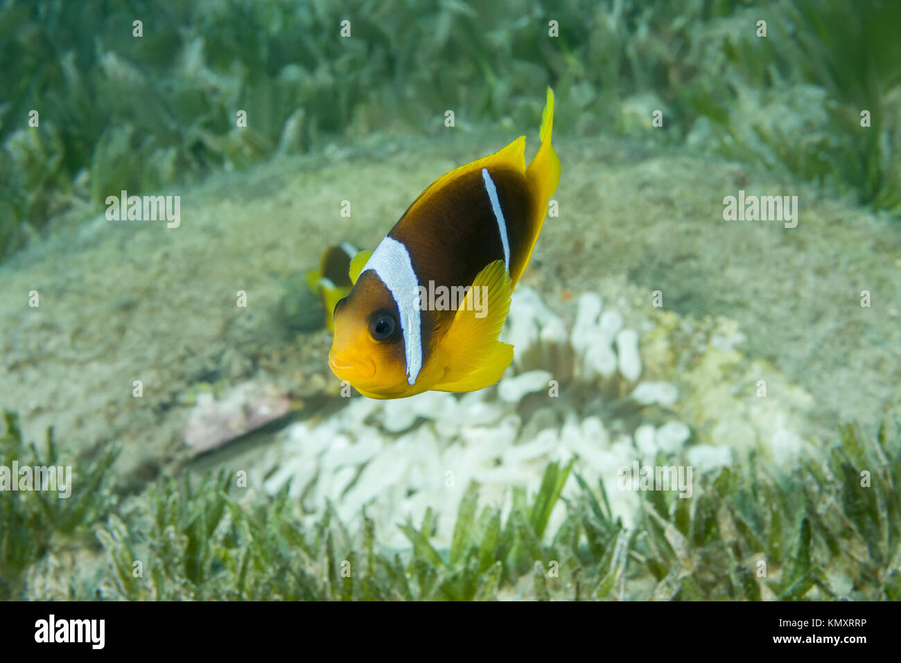 Mer Rouge poisson clown ou Threebanded poisson clown (Amphiprion bicinctus) et blanc (albinisme) anémone Entacmaea quadricolor (bulle) Banque D'Images