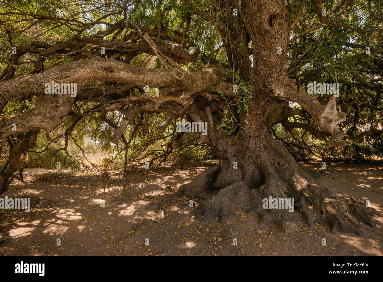 Les branches noueuses de l'antique, 2000 ans, Olive Tree à Olivastri Millenari préserver, près de Lago di Liscia, province de Sassari, Sardaigne, Italie Banque D'Images