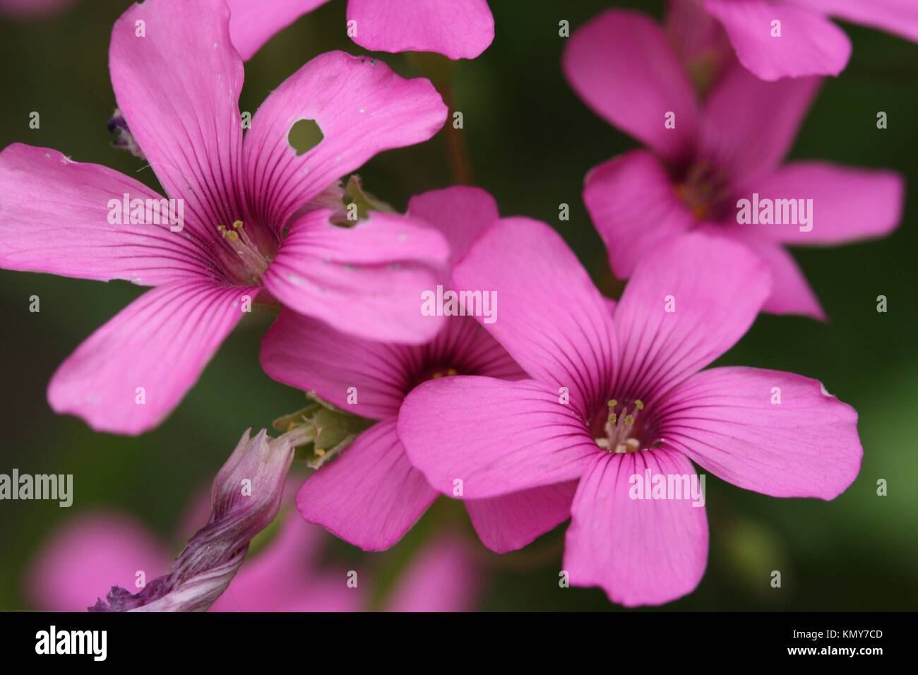 Légende : Oxalis articulata est une plante vivace basse rampante Fam :  Oxalidaceae souvent les fleurs sont rose Question ombelles Photo Stock -  Alamy