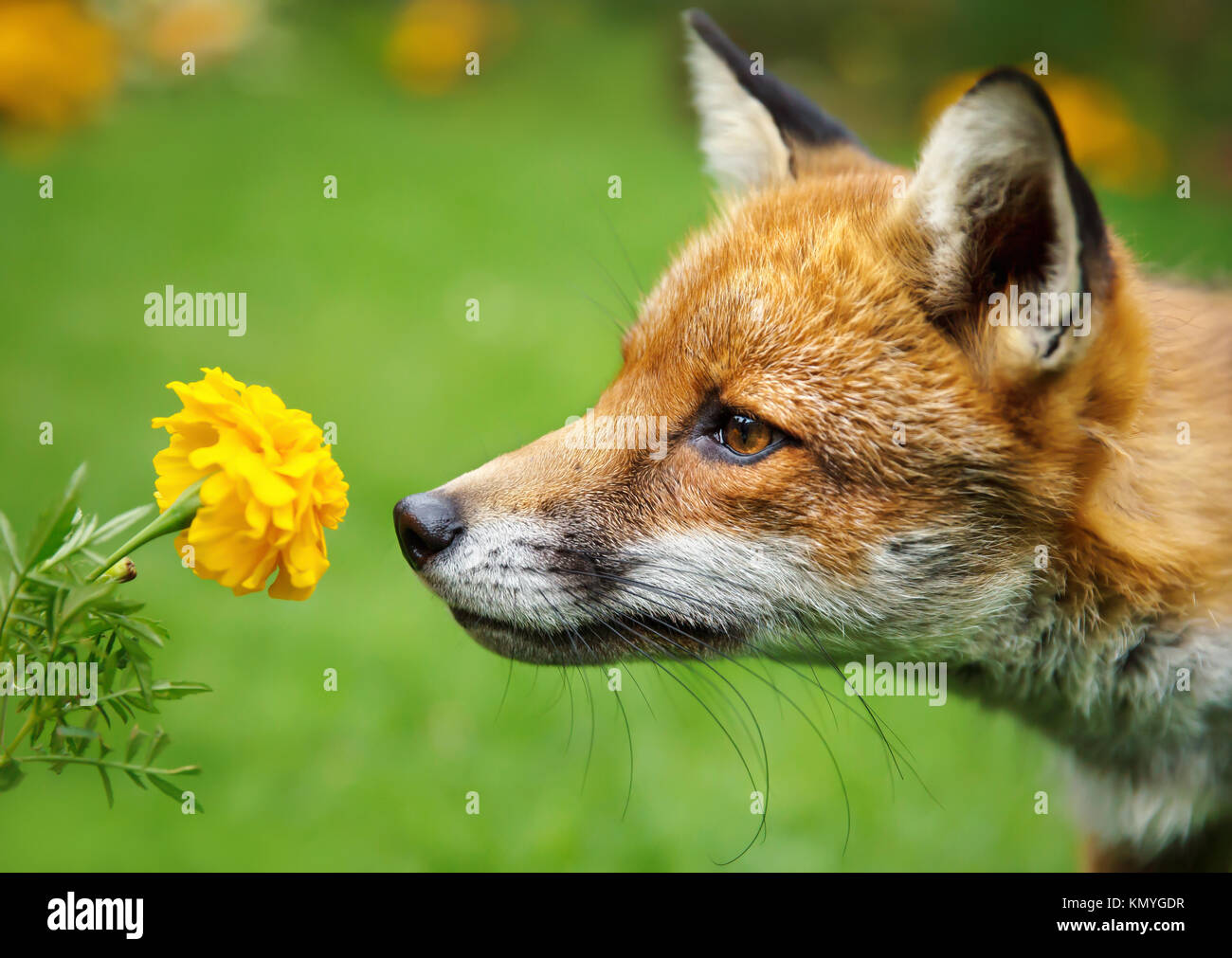 Libre de sentir le renard rouge flower marigold Banque D'Images