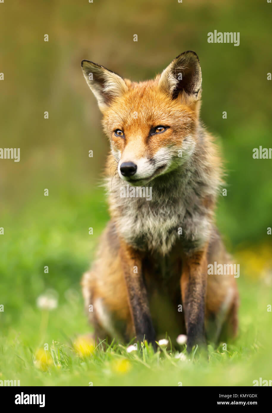 Red Fox mâles sauvages assis dans la prairie fleurie en été, UK Banque D'Images