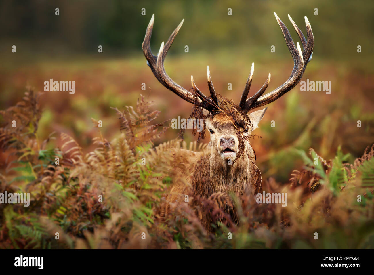 Portrait de red deer stag dominante Banque D'Images