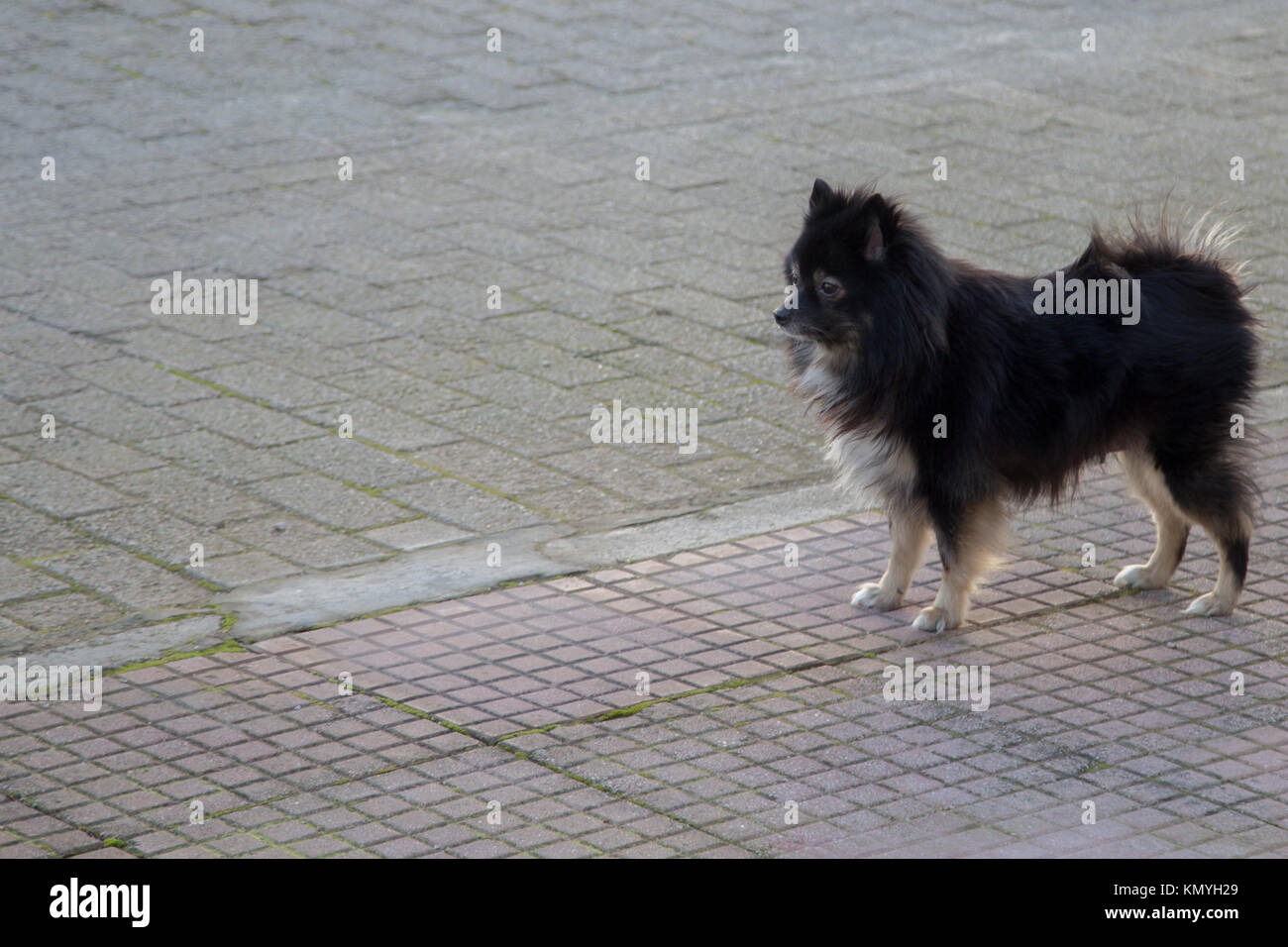 Elle attend que nous préparer pour sa photo shoot session. Banque D'Images