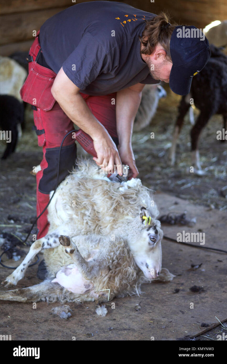 Sheep shearer Banque D'Images