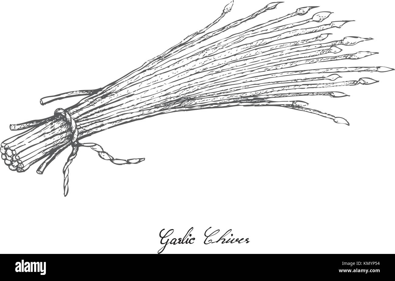 Et l'ampoule, légumes tiges illustration de croquis à la main ou de l'ail chinois fleurs Allium tuberosum isolé sur fond blanc Illustration de Vecteur