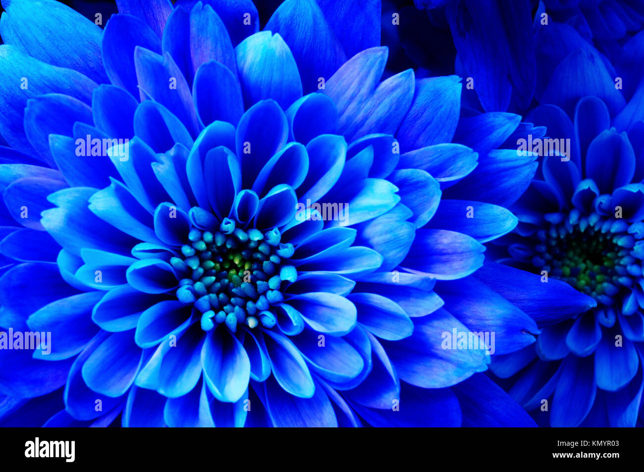 Close up of blue aster fleurs détails de background Banque D'Images