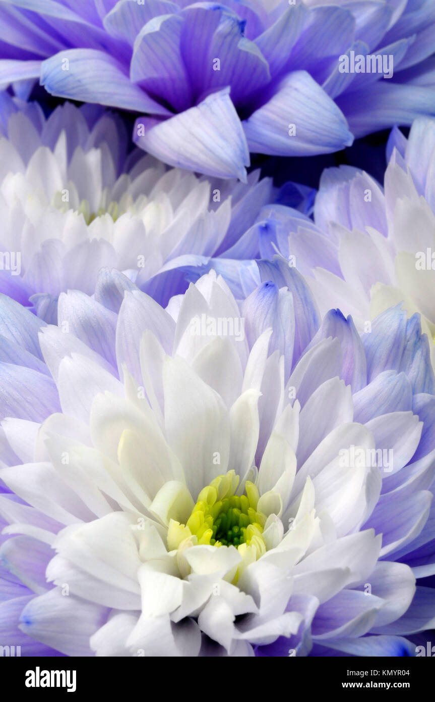 Close up of white and blue aster fleurs détails de background Banque D'Images
