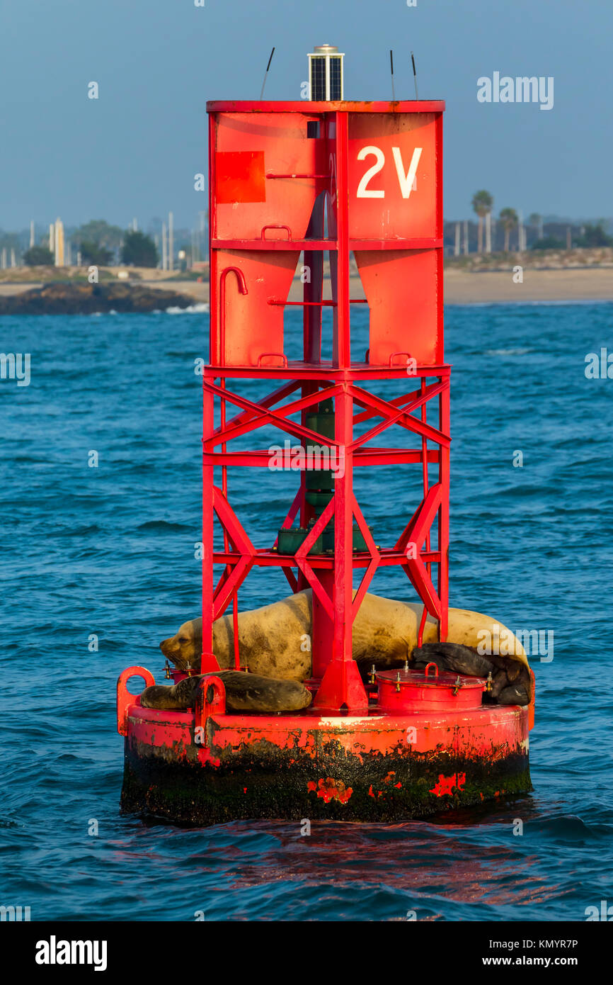 Lion de mer de Steller (Eumetopias jubatus) aussi connu comme le lion de mer du Nord et de mer de Steller), Californie, USA, Amérique Latine Banque D'Images