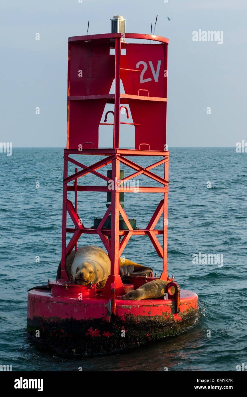 Lion de mer de Steller (Eumetopias jubatus) aussi connu comme le lion de mer du Nord et de mer de Steller), Californie, USA, Amérique Latine Banque D'Images
