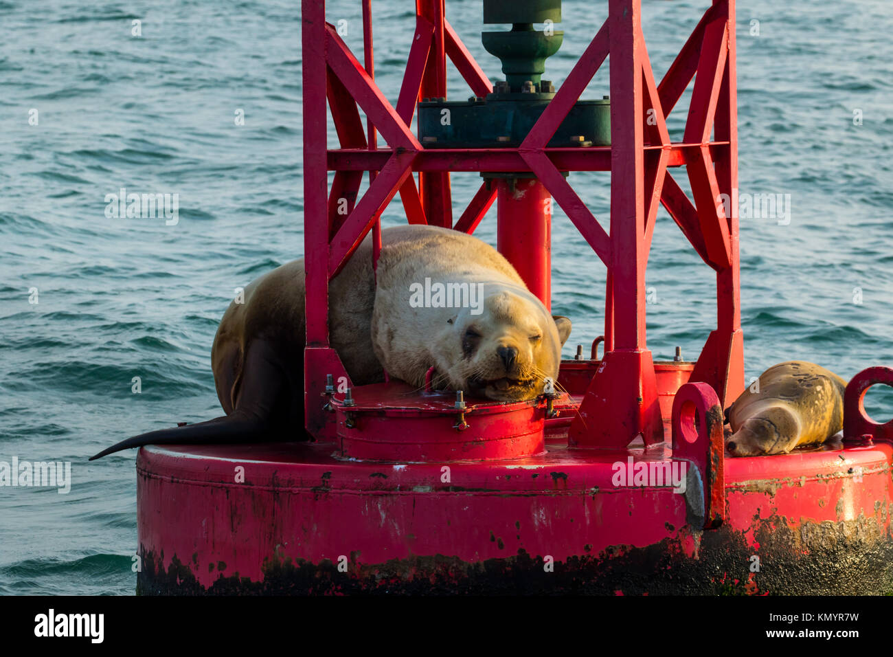 Lion de mer de Steller (Eumetopias jubatus) aussi connu comme le lion de mer du Nord et de mer de Steller), Californie, USA, Amérique Latine Banque D'Images