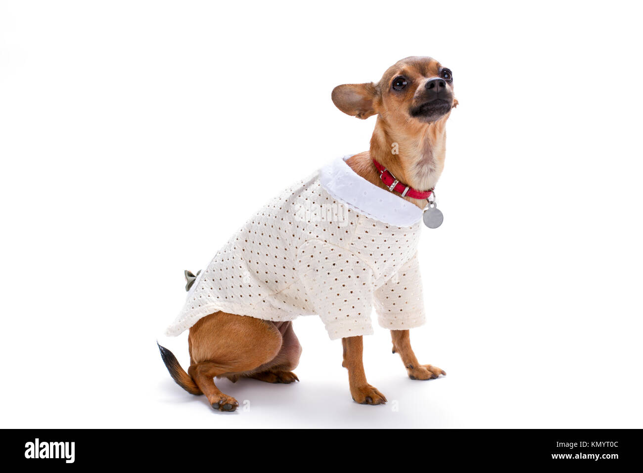 Adorable petit chihuahua en vêtements blancs. Banque D'Images