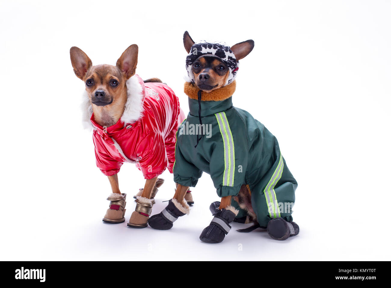 Chihuahua miniature chiens de terrier et dans les vêtements Photo Stock -  Alamy