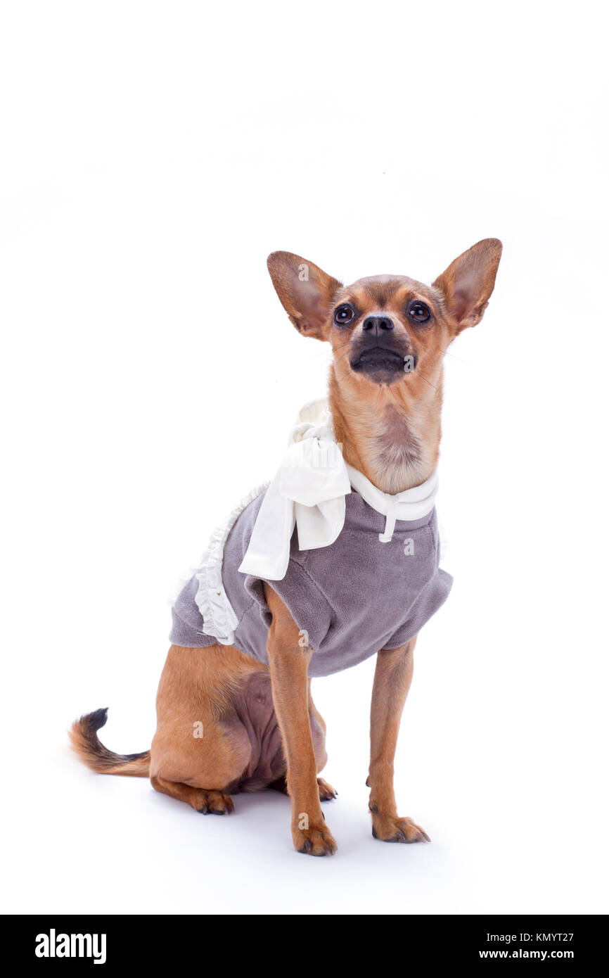 Beau jouet Chihuahua à poil lisse Photo Stock - Alamy